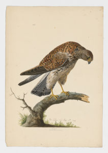 Drawing of a female Eurasian Kestrel from a 18th century specimen [modern geographical distribution: Europe, Asia, and Africa]