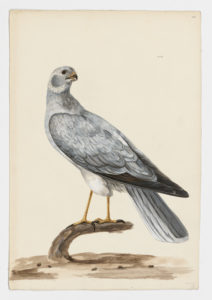 Drawing of a male Pallid Harrier from a 18th century specimen [modern geographical distribution: Europe, Africa, Central Asia, the Middle East, and Southeast Asia. Attributed to Paillou, Peter, c.1720 – c.1790]