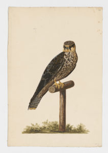 Drawing of a female Merlin from a 18th century specimen [modern geographical distribution: North America, Europe, Asia, and Northern South America]