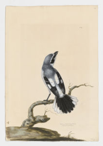 Drawing of a male Great Grey Shrike from a 18th century specimen [modern geographical distribution: Europe, Asia, and Africa. Attributed to Paillou, Peter, c.1720 – c.1790]