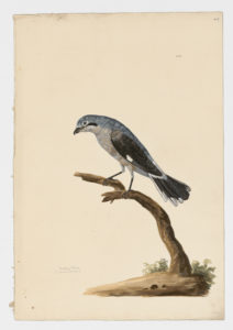 Drawing of a Northern Shrike from a 18th century specimen [modern geographical distribution: the United States and Canada. Attributed to Paillou, Peter, c.1720 – c.1790]