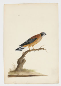 Drawing of an American Kestrel from a 18th century specimen [modern geographical distribution: North America and South America. Attributed to Paillou, Peter, c.1720 – c.1790]