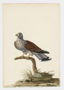 Drawing of a Eurasian Kestrel from a 18th century specimen [modern geographical distribution: Europe, Asia, and Africa. Attributed to Paillou, Peter, c.1720 – c.1790]