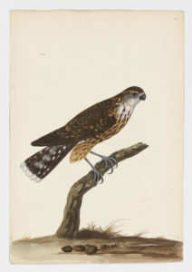 Drawing of a female Merlin from a 18th century specimen [modern geographical distribution: North America, Europe, Asia, and Northern South America. Attributed to Paillou, Peter, c.1720 – c.1790]