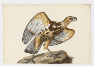 Drawing of a Rough Legged Hawk from a 18th century specimen [modern geographical distribution: North America, Europe, Russia, and Central and Northeastern Asia. Attributed to Paillou, Peter, c.1720 – c.1790]
