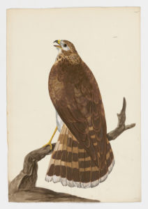 Drawing of an immature Northern Goshawk from a 18th century specimen [modern geographical distribution: North America, Europe, and Asia. Attributed to Paillou, Peter, c.1720 – c.1790]