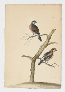Drawing of a Red Backed Shrike from a 18th century specimen [modern geographical distribution: Africa, Europe, Central Asia] and a Woodchat Shrike from a 18th century specimen [modern geographical distribution: Europe and Equatorial Africa. Attributed to Paillou, Peter, c.1720 – c.1790]