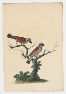 Drawing of a pair of Red Backed Shrikes from 18th century specimens [modern geographical distribution: Africa, Europe, and Central Asia]