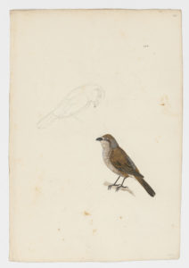 Drawing of a female Red Backed Shrike from a 18th century specimen [modern geographical distribution: Africa, Europe, and Central Asia. Attributed to Paillou, Peter, c.1720 – c.1790]