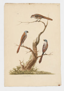 Drawing of a trio of Bearded Reedlings from 18th century specimens [modern geographical distribution: Europe and Central Asia]