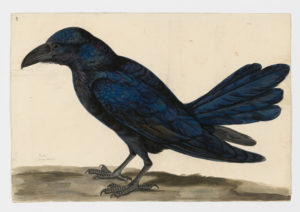Drawing of a Common Raven from a 18th century specimen [modern geographical distribution: the Northern Hemisphere. Attributed to Paillou, Peter, c.1720 – c.1790]