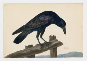 Drawing of a Carrion Crow from a 18th century specimen [modern geographical distribution: Europe; Central and East Asia. Attributed to Paillou, Peter, c.1720 – c.1790]