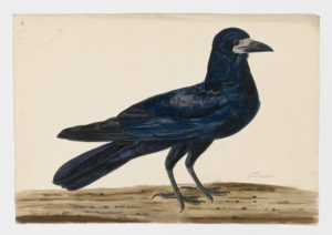 Drawing of a Rook from a 18th century specimen [modern geographical distribution: Europe; Central and East Asia. Attributed to Paillou, Peter, c.1720 – c.1790]
