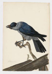 Drawing of a Eurasian Jackdaw from a 18th century specimen [modern geographical distribution: Europe and Central Asia. Attributed to Paillou, Peter, c.1720 – c.1790]