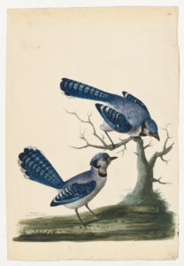 Drawing of a Blue Jay from a 18th century specimen [modern geographical distribution: the United States and Canada.] Attributed to Peter Paillou (1704-1798).
