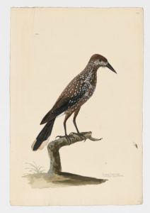Drawing of a Eurasian Nutcracker from a 18th century specimen [modern geographical distribution: Europe; Central and Northeast Asia. Attributed to Paillou, Peter, c.1720 – c.1790]