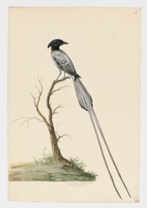 Drawing of a male Idian Paradise-Flycatcher from a 18th century specimen [modern geographical distribution: India and Southeast Asia. Attributed to Paillou, Peter, c.1720 – c.1790]