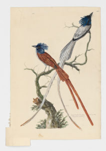 Drawing of a pair of male Indian Paradise-Flycatchers from 18th century specimens [modern geographical distribution: India and Southeast Asia. Attributed to Paillou, Peter, c.1720 – c.1790]