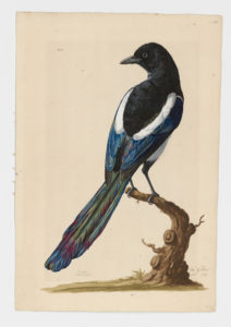Drawing of a Eurasian Magpie from a 18th century specimen [modern geographical distribution: Europe; Central and East Asia]