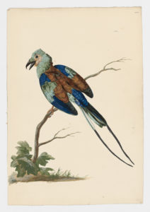 Drawing of an Abyssinian Roller from a 18th century specimen [modern geographical distribution: Sub-Saharan Africa North of the Equator. Attributed to Paillou, Peter, c.1720 – c.1790]