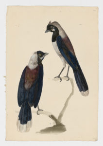 Drawing of a pair of possible Black Chested Jay from 18th century specimens [Attributed to Paillou, Peter, c.1720 – c.1790]