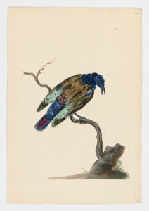 Drawing of a Eurasian Roller from a 18th century specimen [Attributed to Paillou, Peter, c.1720 – c.1790]