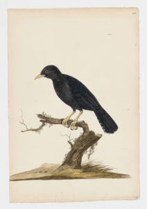 Drawing of a male Eurasian Blackbird from a 18th century specimen [modern geographical distribution: Europe, Asia, North Africa, Australia, and New Zealand. Attributed to Paillou, Peter, c.1720 – c.1790]