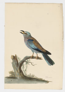Drawing of a European Roller from a 18th century specimen [modern geographical distribution: Europe, Africa, India, the Middle East, and Central Asia. Attributed to Paillou, Peter, c.1720 – c.1790]