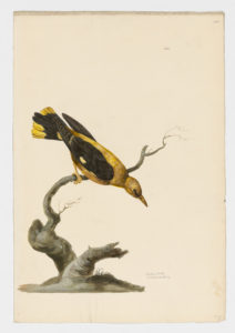 Drawing of a Eurasian Golden Oriole from a 18th century specimen [modern geographical distribution: Europe, Africa, India, the Middle East, and Central Asia. Attributed to Paillou, Peter, c.1720 – c.1790]