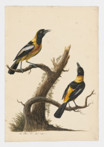 Drawing of a pair of Venezuelan Troupials from 18th century specimens [modern geographical distribution: South America and the Caribbean]