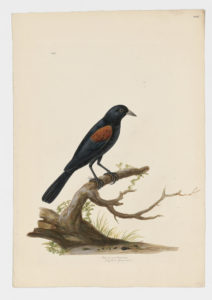 Drawing of a Red-winged Blackbird from a 18th century specimen [modern geographical distribution: North America. Attributed to Paillou, Peter, c.1720 – c.1790]