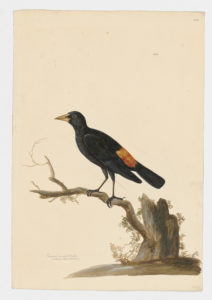 Drawing of a Red-Rumped Cacique from a 18th century specimen [modern geographical distribution: South America north of Argentina and Chile. Attributed to Paillou, Peter, c.1720 – c.1790]