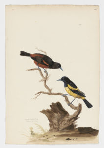 Drawing of a male and female Orchard Oriole from 18th century specimens [modern geographical distribution: North America into Southern Canada, Southern Mexico, and Central America, Attributed to Paillou, Peter, c.1720 – c.1790]