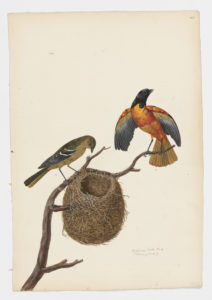 Drawing of a pair of male and female Baltimore Orioles from 18th century specimens [modern geographical distribution: North America, Northern Venezuela, and Colombia. Attributed to Paillou, Peter, c.1720 – c.1790]