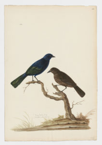 Drawing of a pair of male and female Shiny Cowbird from 18th century specimens [modern geographical distribution: the East coast of the United States, the Caribbean, Central America South of Mexico, and South America. Attributed to Paillou, Peter, c.1720 – c.1790]