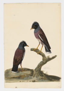 Drawing of a pair of Jungle Mynas from 18th century specimens [modern geographical distribution: India, Southeast Asia, and Polynesia. Attributed to Paillou, Peter, c.1720 – c.1790]