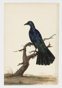 Drawing of a Common Grackle from a 18th century specimen [modern geographical distribution: the United States and Canada. Attributed to Paillou, Peter, c.1720 – c.1790]