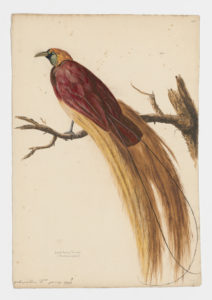 Drawing of a Greater Bird-of-Paradise from a 18th century specimen[modern geographical distribution: New Guinea, and some small neighboring islands]