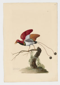 Drawing of a King Bird-of-Paradise from a 18th century specimen [modern geographical distribution: New Guinea and some small neighboring islands. Attributed to Paillou, Peter, c.1720 – c.1790]