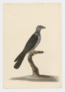 Drawing of a Common Cuckoo from a 18th century specimen [modern geographical distribution: Europe and Asia; East and South Africa. Attributed to Paillou, Peter, c.1720 – c.1790]
