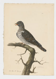 Drawing of an immature Common Cuckoo from a 18th century specimen [modern geographical distribution: Europe and Asia; East and South Africa]