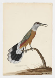 Drawing of a Jamaican Lizard-Cuckoo from a 18th century specimen [modern geographical distribution: Jamaica. Attributed to Paillou, Peter, c.1720 – c.1790]