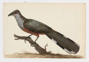 Drawing of a Great Lizard-Cuckoo from a 18th century specimen [modern geographical distribution: Cuba and the Bahamas. Attributed to Paillou, Peter, c.1720 – c.1790]