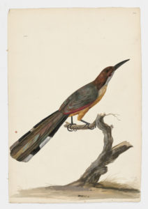 Drawing of a Jamaican Lizard-Cuckoo from a 18th century specimen [modern geographical distribution: Jamaica. Attributed to Paillou, Peter, c.1720 – c.1790]