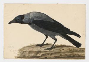 Drawing of a Hooded Crow from a 18th century specimen [modern geographical distribution: Europe; Central and West Asia]