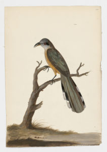 Drawing of a Mangrove Cuckoo from a 18th century specimen [modern geographical distribution: the Caribbean, Central America, and Florida; occasionally found on the Atlantic coast of South America and the coast of the Gulf of Mexico. Attributed to Paillou, Peter, c.1720 – c.1790]