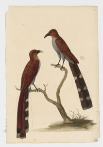 Drawing of a pair of Squirrel Cuckoos from 18th century specimens [modern geographical distribution: Central America and South America north of Argentina and Chile. Attributed to Paillou, Peter, c.1720 – c.1790]