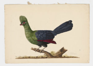 Drawing of a Guinea Turaco from a 18th century specimen [modern geographical distribution: West and Central Africa (near the coast)]