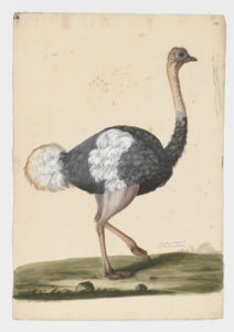 Drawing of a male Common Ostrich from a 18th century specimen [modern geographical distribution: East Africa, South Africa, and Australia]