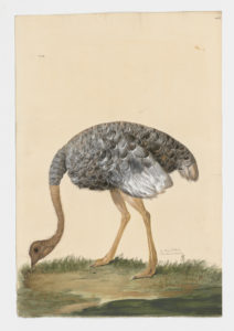 Drawing of a Common Ostrich from a 18th century specimen [modern geographical distribution: East Africa, South Africa, and Australia. Attributed to Paillou, Peter, c.1720 – c.1790]